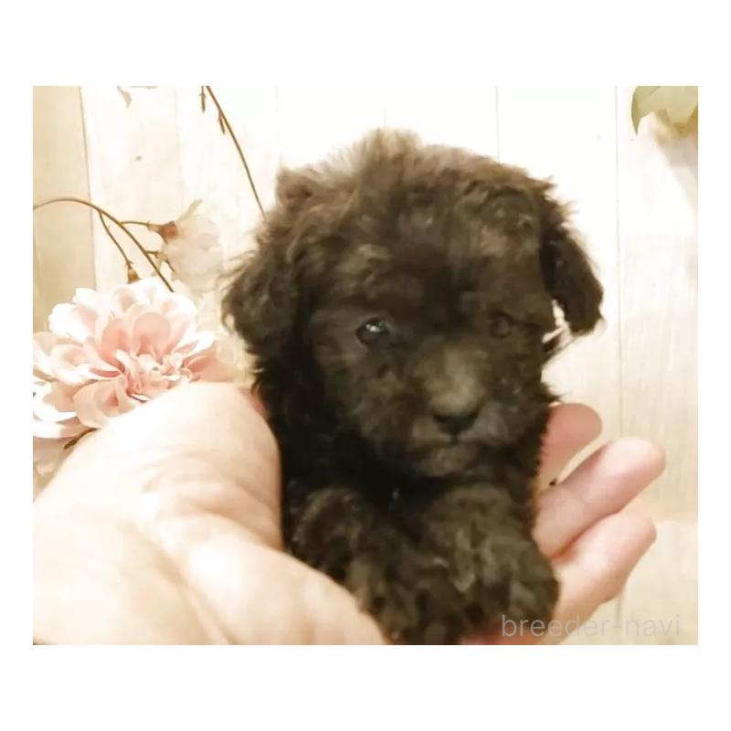 販売中の愛知県のティーカッププードル-443182の6枚目