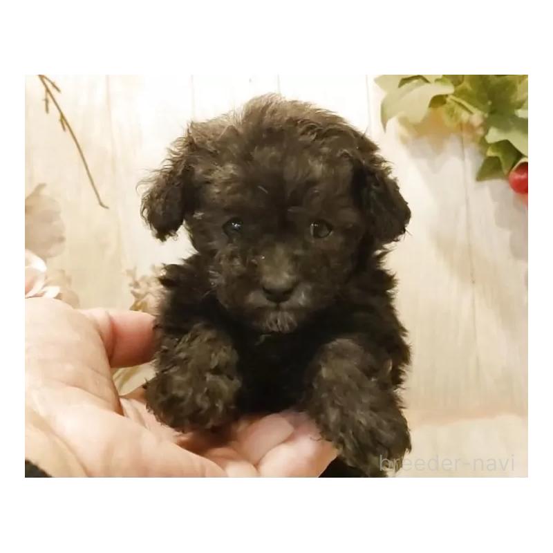 販売中の愛知県のティーカッププードル-443182の3枚目