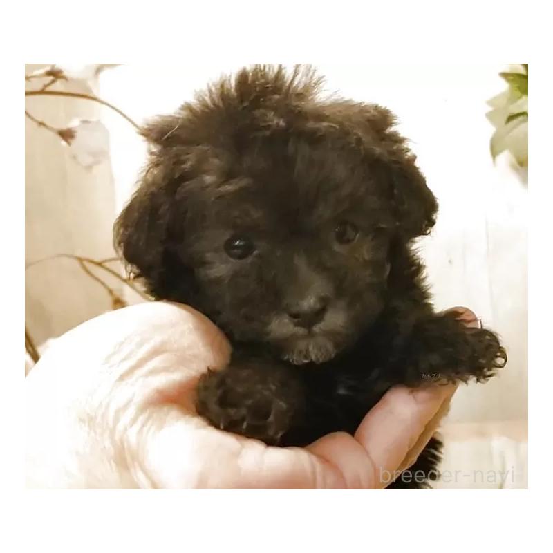 販売中の愛知県のティーカッププードル-443182の2枚目