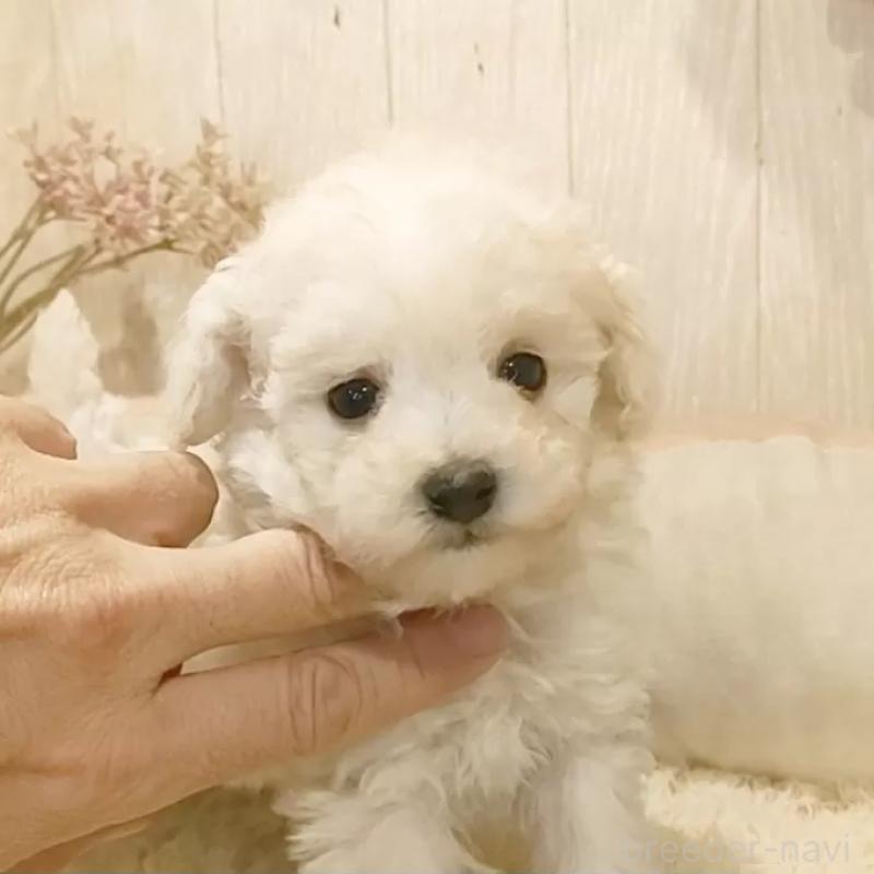 販売中の愛知県のティーカッププードル-443184