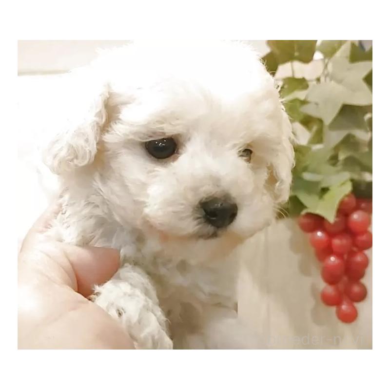 販売中の愛知県のティーカッププードル-443184の7枚目