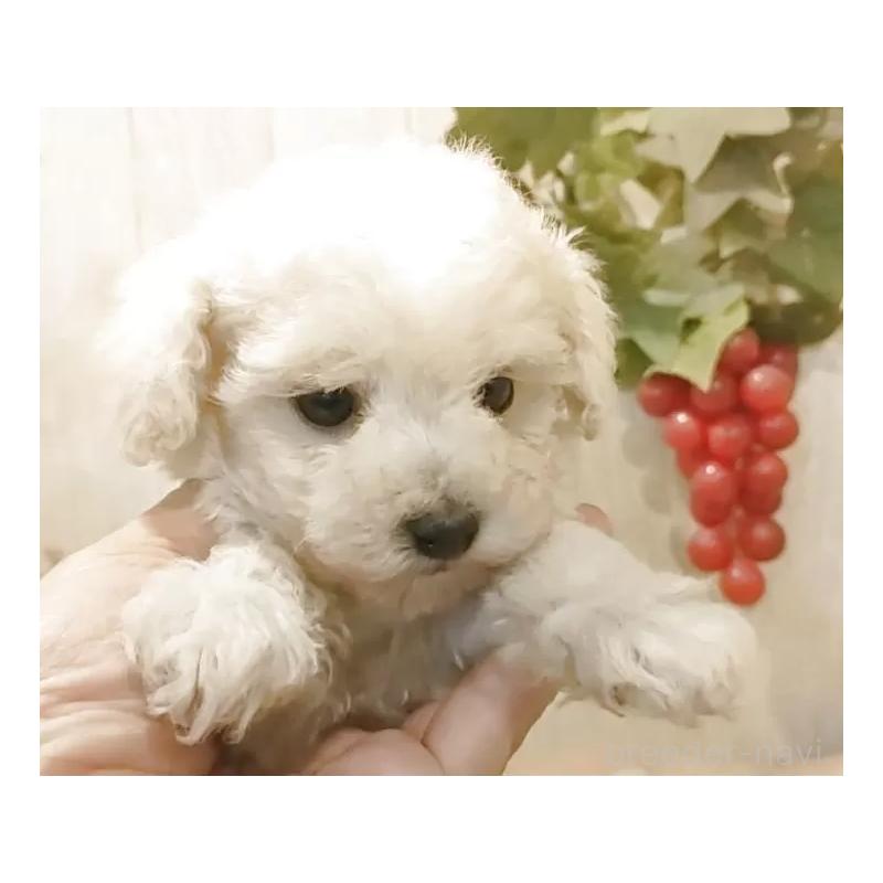 販売中の愛知県のティーカッププードル-443184の6枚目