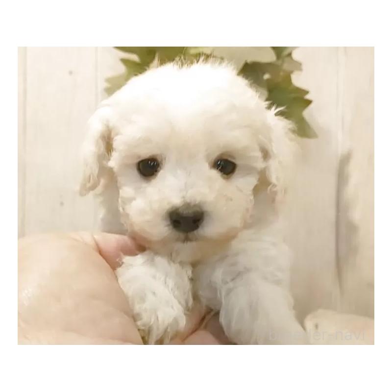 販売中の愛知県のティーカッププードル-443184の5枚目