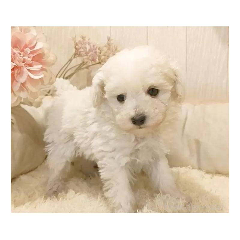 販売中の愛知県のティーカッププードル-443184の3枚目