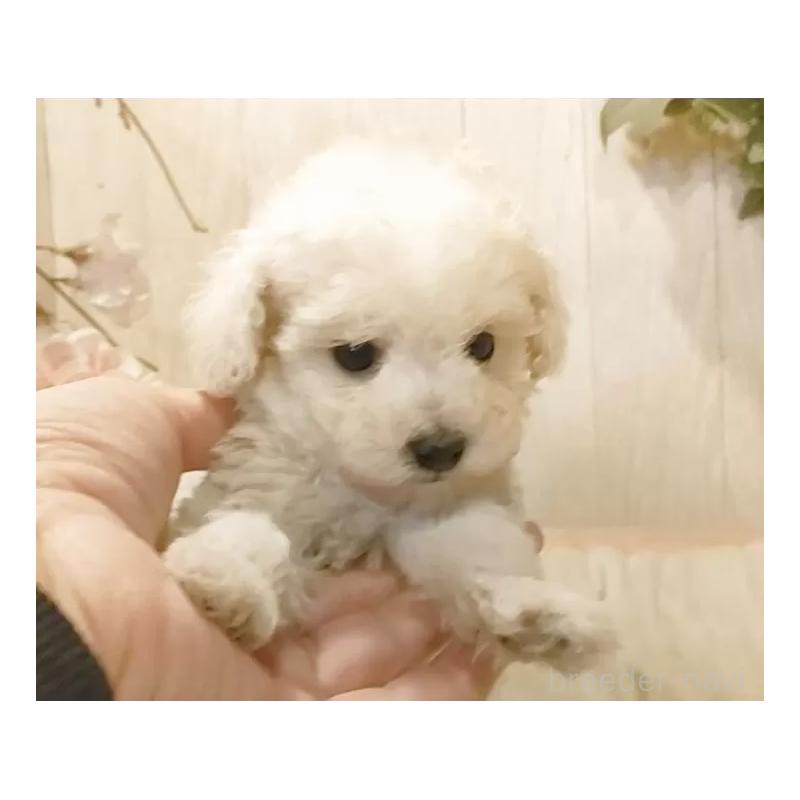 販売中の愛知県のティーカッププードル-443184の2枚目