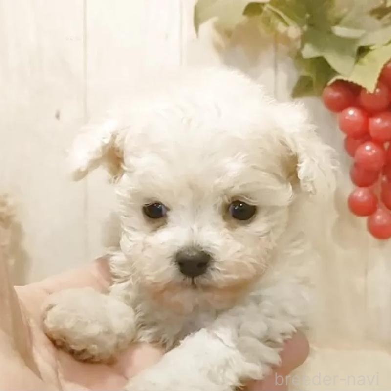 販売中の愛知県のティーカッププードル-443185の1枚目