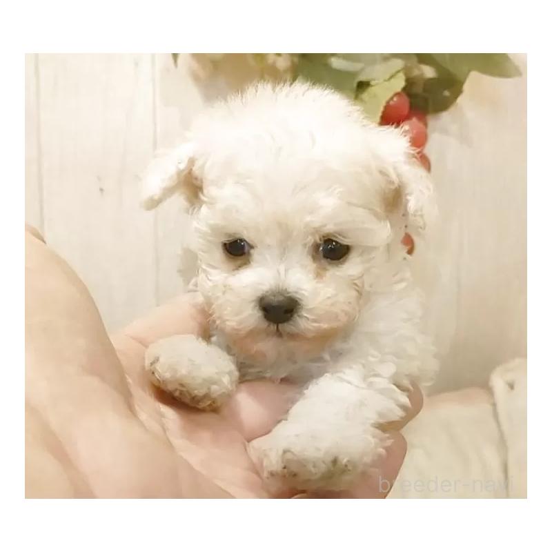 販売中の愛知県のティーカッププードル-443185の9枚目