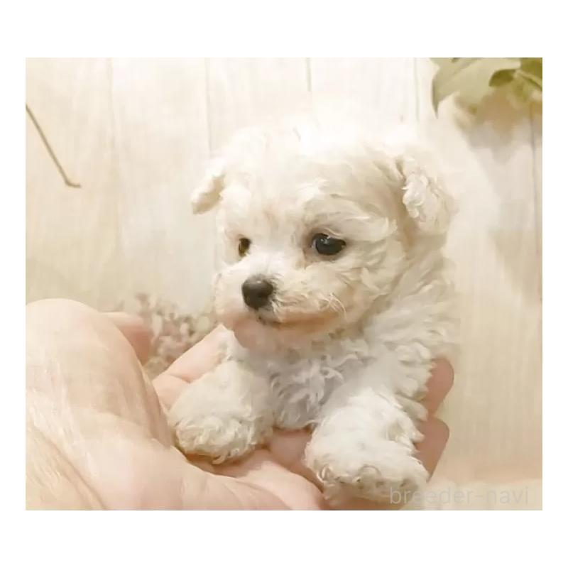 販売中の愛知県のティーカッププードル-443185の6枚目