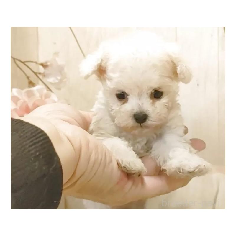 販売中の愛知県のティーカッププードル-443185の5枚目