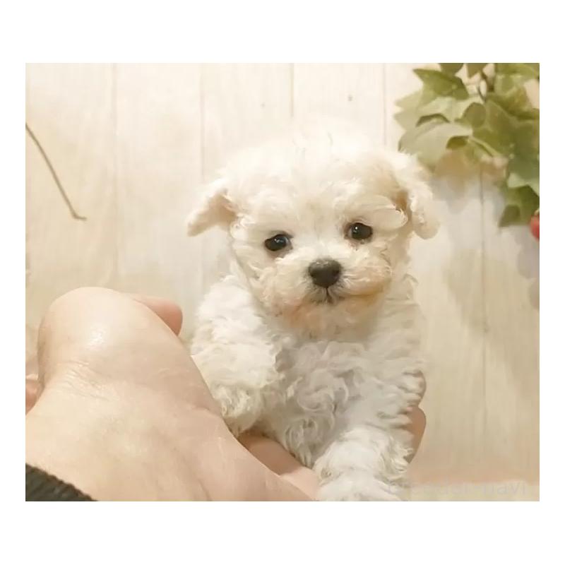 販売中の愛知県のティーカッププードル-443185の2枚目