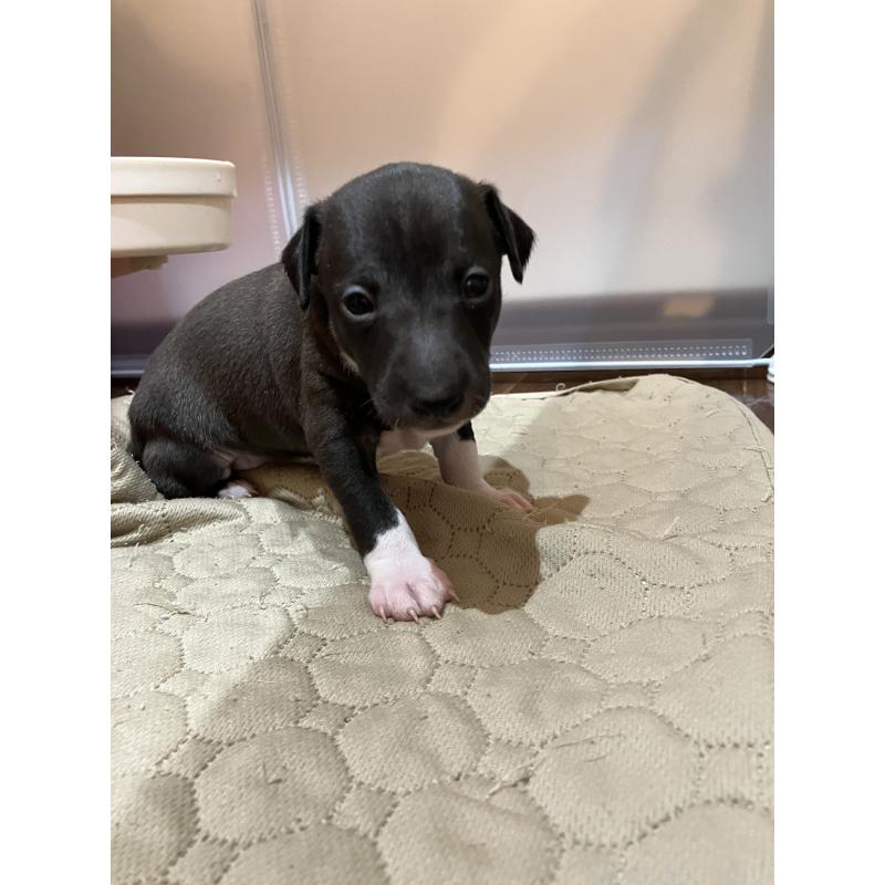 販売中の滋賀県のイタリアングレーハウンド(イタグレ)-443186の2枚目