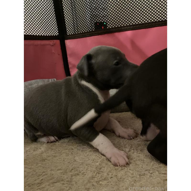 販売中の滋賀県のイタリアングレーハウンド(イタグレ)-443187の3枚目