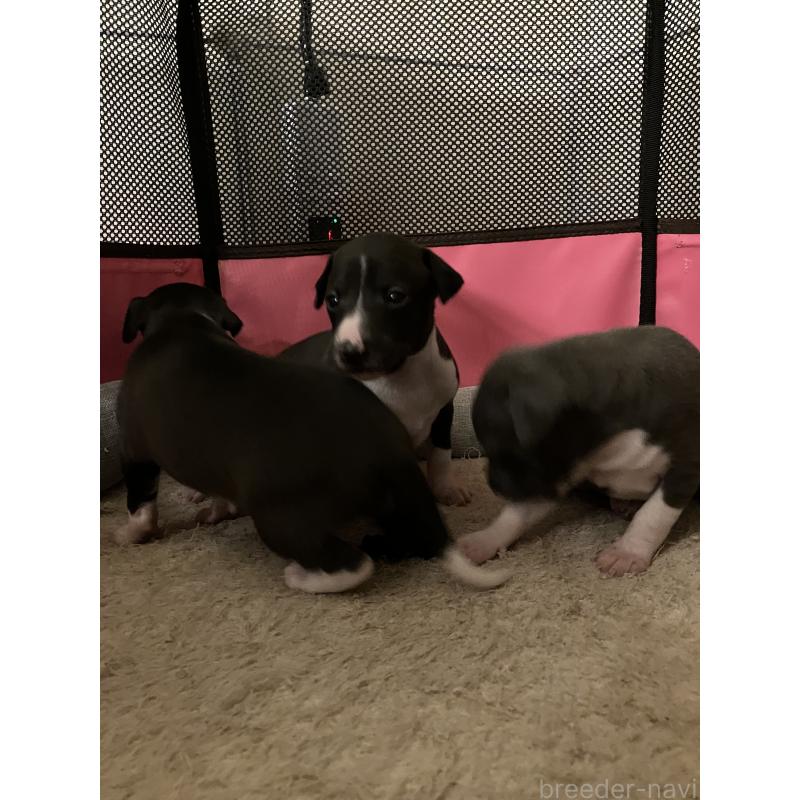 販売中の滋賀県のイタリアングレーハウンド(イタグレ)-439419の16枚目