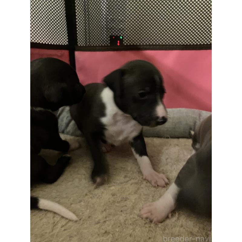 販売中の滋賀県のイタリアングレーハウンド(イタグレ)-439419の15枚目