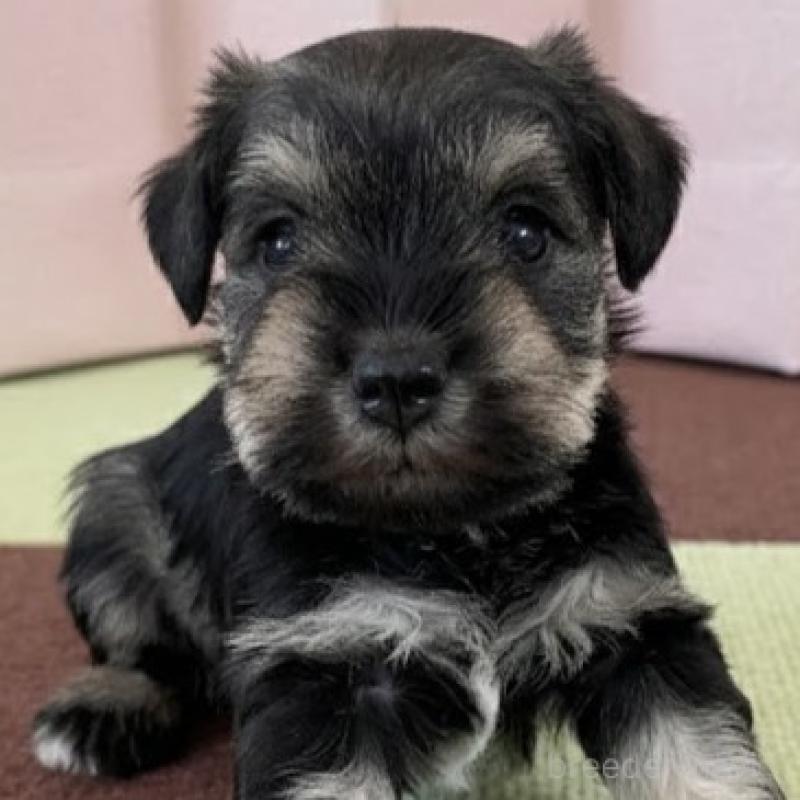 販売中の栃木県のミニチュアシュナウザー-442586