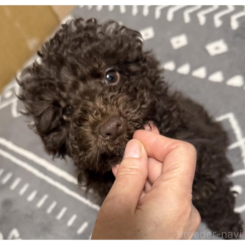 商談中の福岡県のトイプードル-426352の3枚目