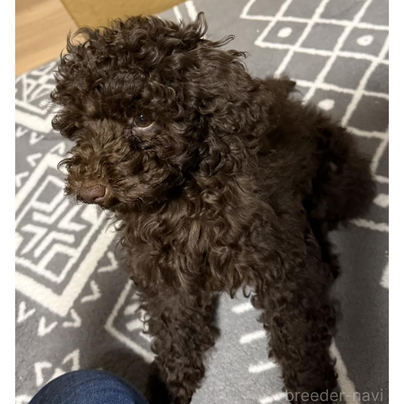 商談中の福岡県のトイプードル-426352の2枚目