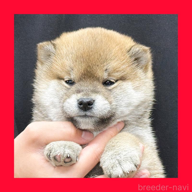 販売中の愛知県の柴犬-443189の1枚目