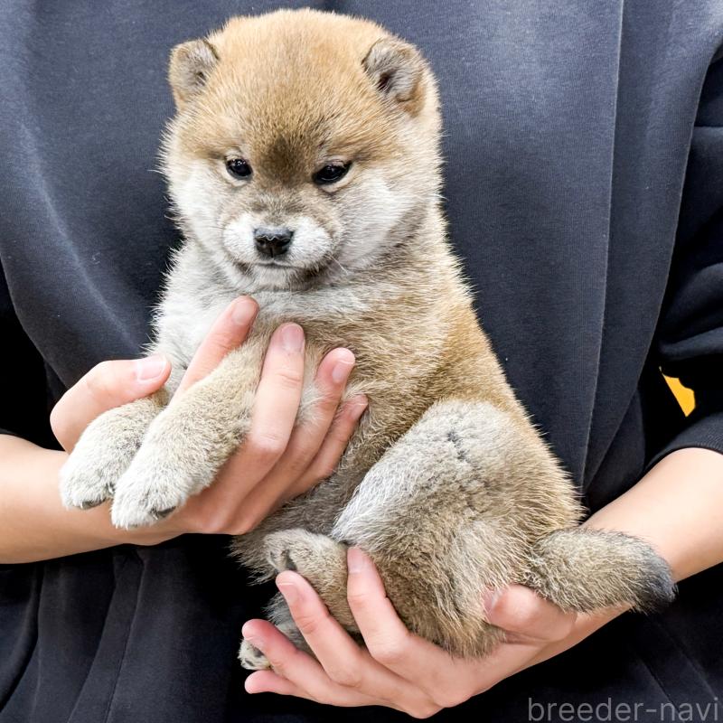 販売中の愛知県の柴犬-443189の3枚目