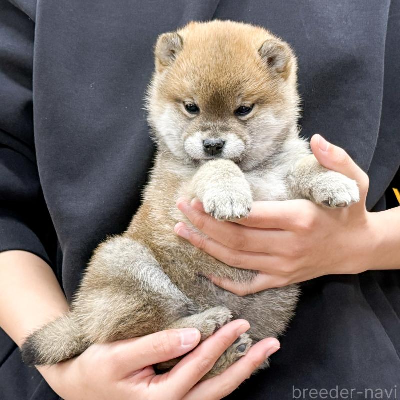 販売中の愛知県の柴犬-443189の2枚目