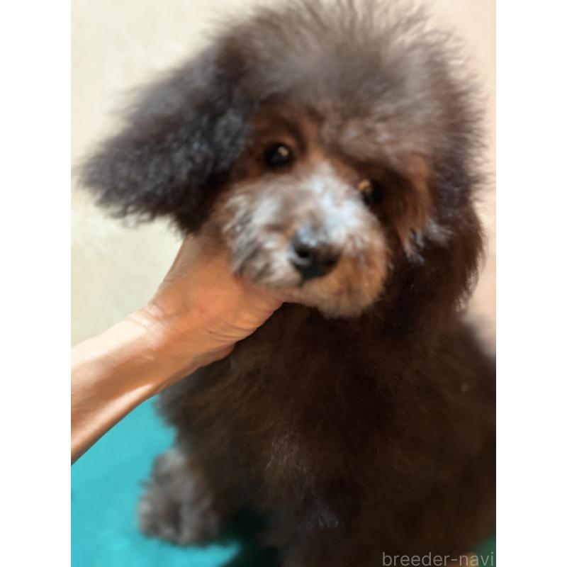 販売中の宮崎県のティーカッププードル-430485の3枚目