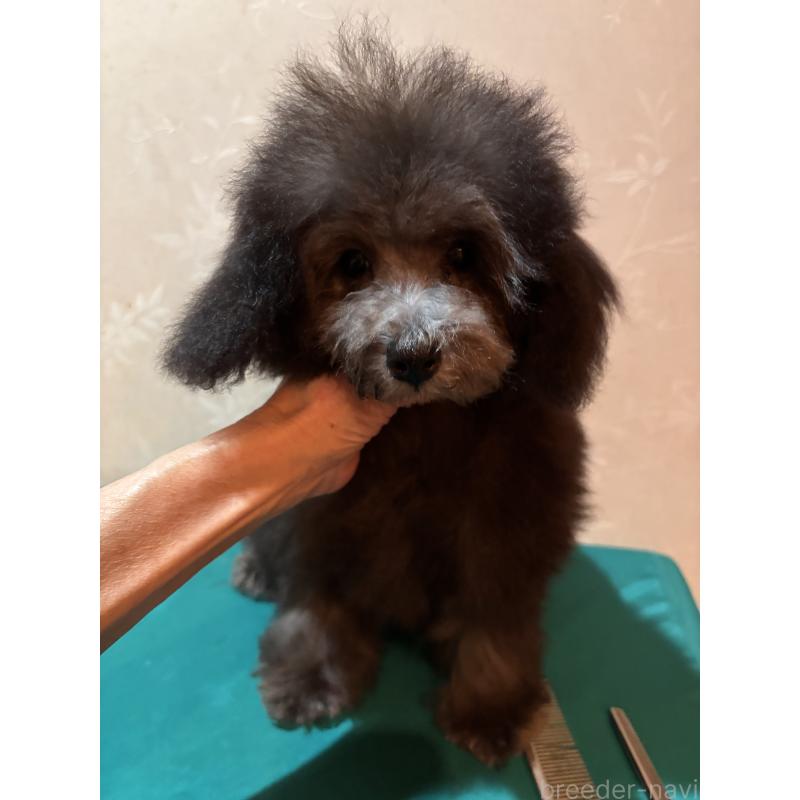 販売中の宮崎県のティーカッププードル-430485の2枚目