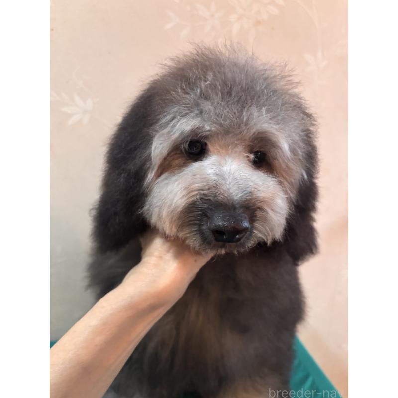 販売中の宮崎県のトイプードル-426203の3枚目