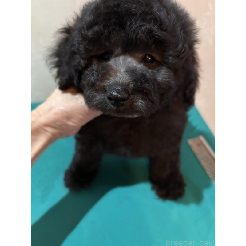 販売中の宮崎県のタイニープードル-443188の5枚目