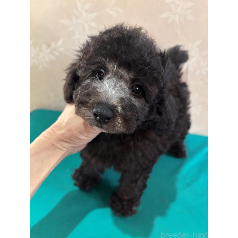 販売中の宮崎県のタイニープードル-443188の3枚目