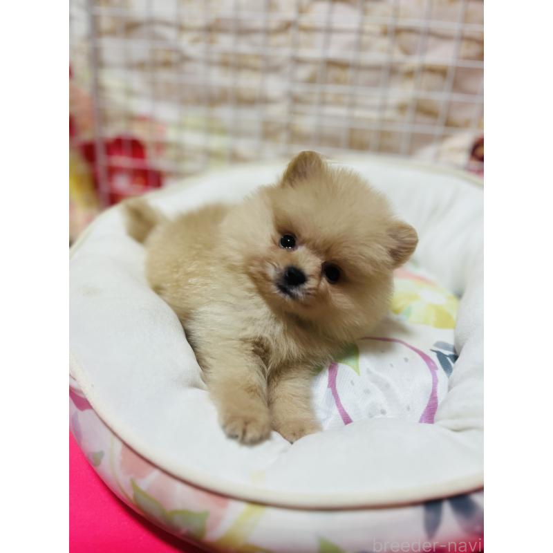 販売中の大阪府のポメラニアン-443194の7枚目