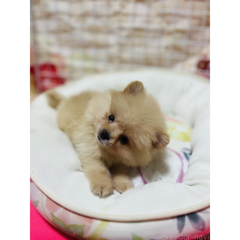 販売中の大阪府のポメラニアン-443194の6枚目