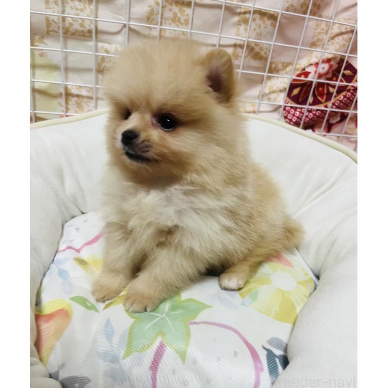 販売中の大阪府のポメラニアン-443194の5枚目