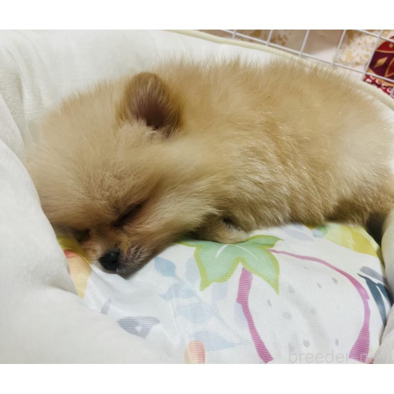 販売中の大阪府のポメラニアン-443194の4枚目