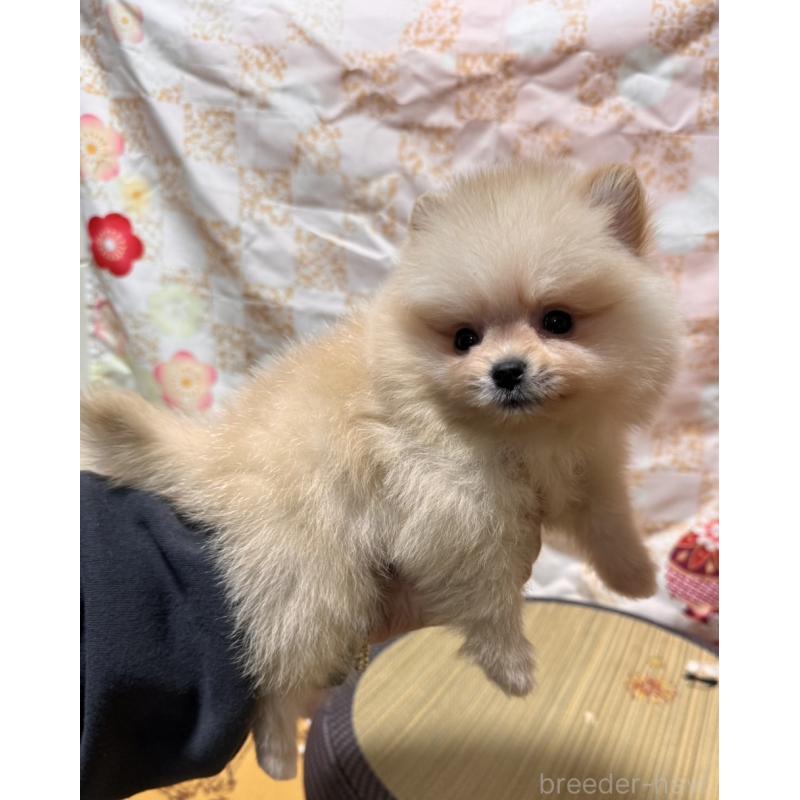 販売中の大阪府のポメラニアン-443194の3枚目