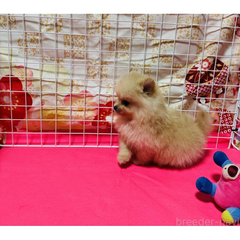 販売中の大阪府のポメラニアン-443194の2枚目