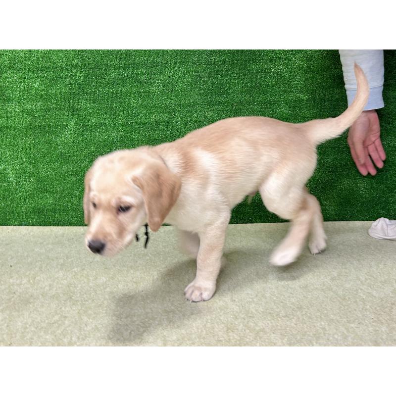 販売中の大阪府のラブラドールレトリーバー-443193の4枚目