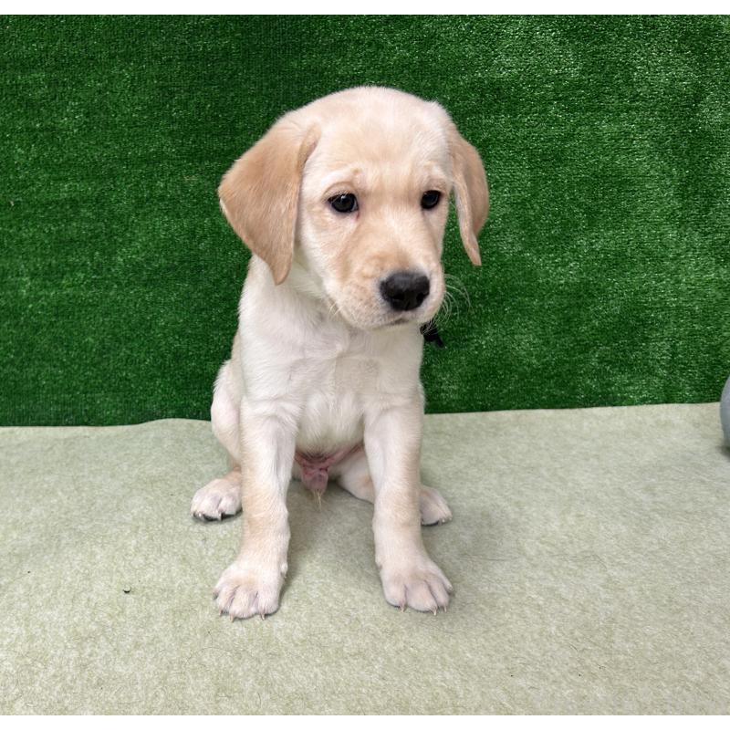 販売中の大阪府のラブラドールレトリーバー-443193の3枚目