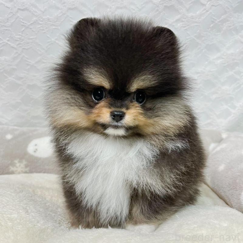 販売中の岡山県のポメラニアン-439082