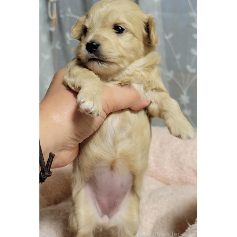 販売中の千葉県のチワプー:チワワ×トイプードル-443192の5枚目