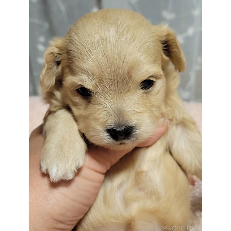 販売中の千葉県のチワプー:チワワ×トイプードル-443192の4枚目