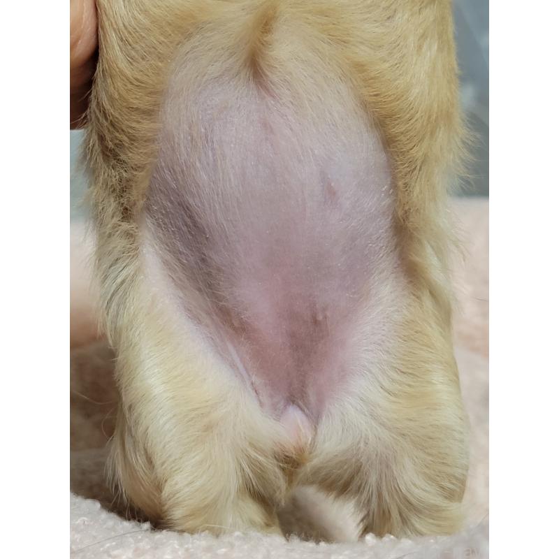 販売中の千葉県のチワプー:チワワ×トイプードル-443192の3枚目