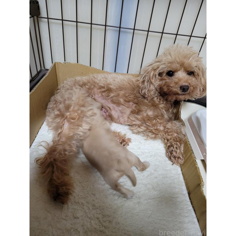 販売中の千葉県のチワプー:チワワ×トイプードル-443192の2枚目