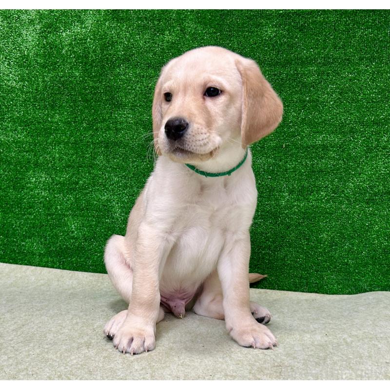 販売中の大阪府のラブラドールレトリーバー-443195の4枚目