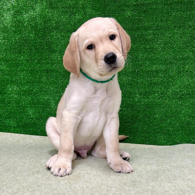 販売中の大阪府のラブラドールレトリーバー-443195の3枚目