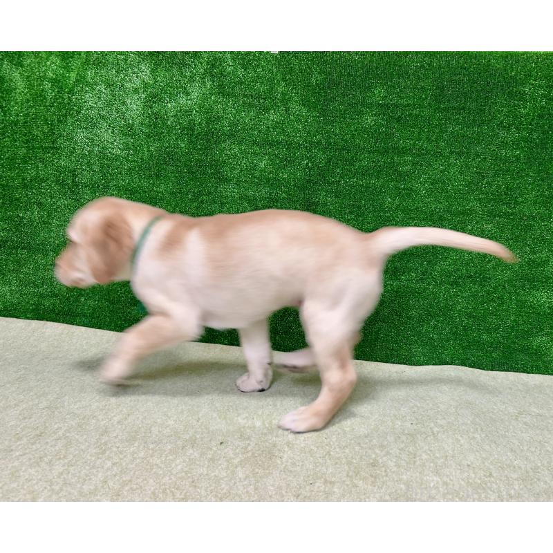 販売中の大阪府のラブラドールレトリーバー-443195の2枚目