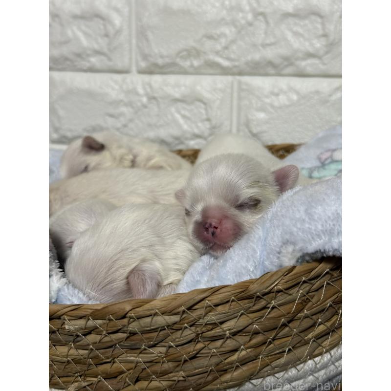 販売中の茨城県のペキニーズ-443196の3枚目