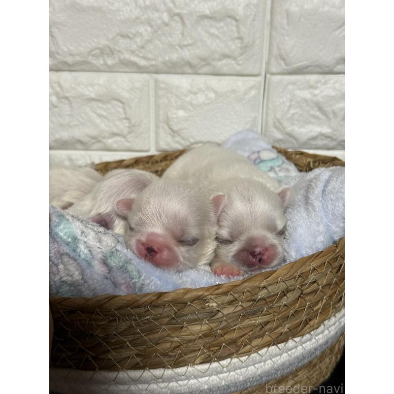 販売中の茨城県のペキニーズ-443196の2枚目