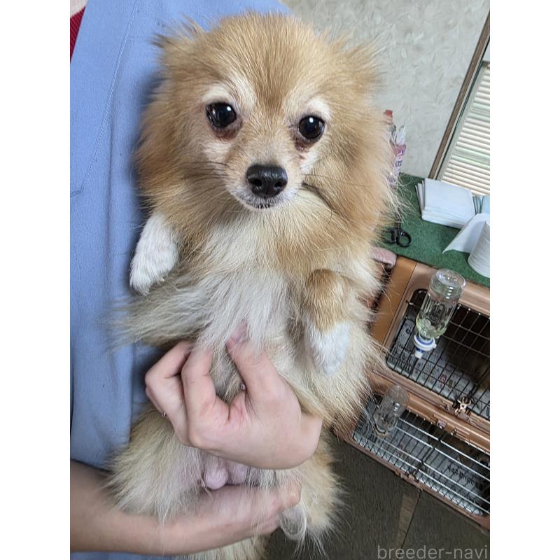販売中の静岡県のポメラニアン-443197の2枚目