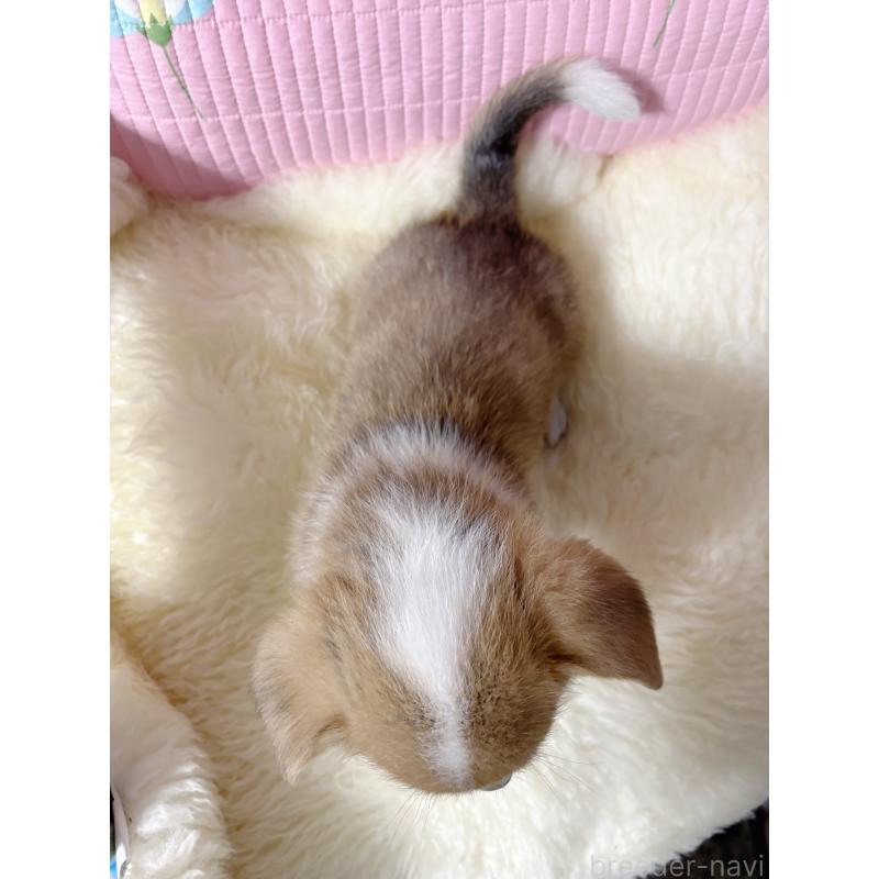 商談中の愛知県のウェルシュコーギーペンブローク-438682の5枚目