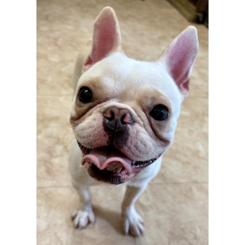 販売中の沖縄県のフレンチブルドッグ-443199の5枚目